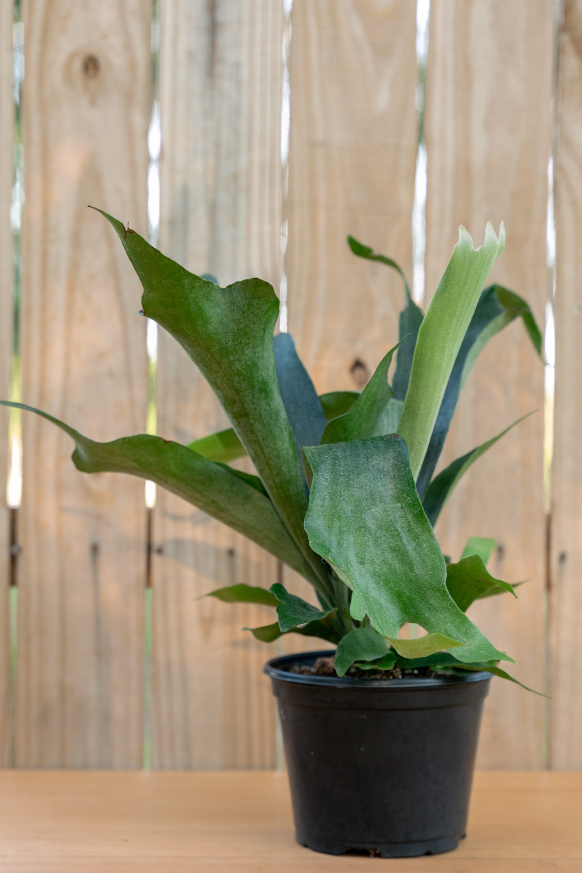 Staghorn Fern Netherlands