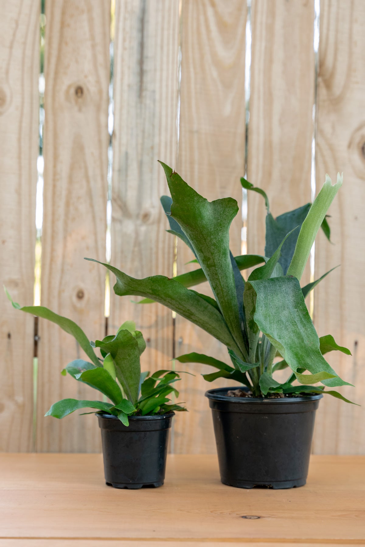 Staghorn Fern Netherlands