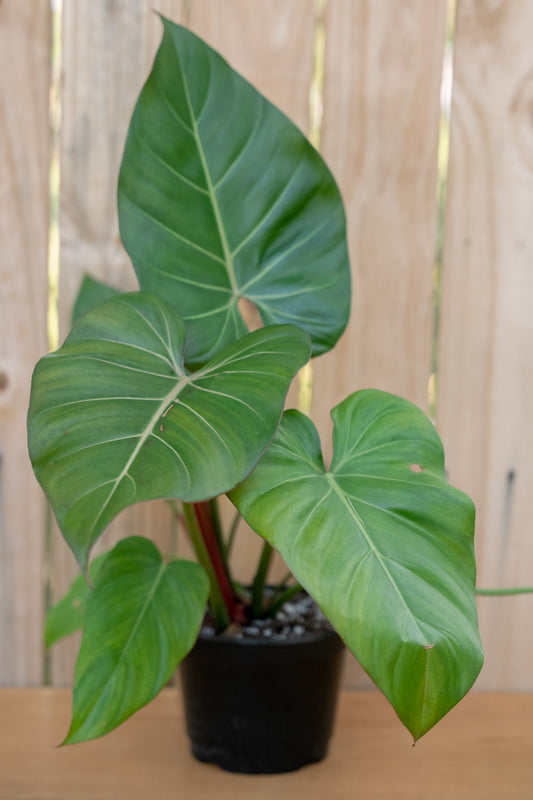 Philodendron Summer Glory