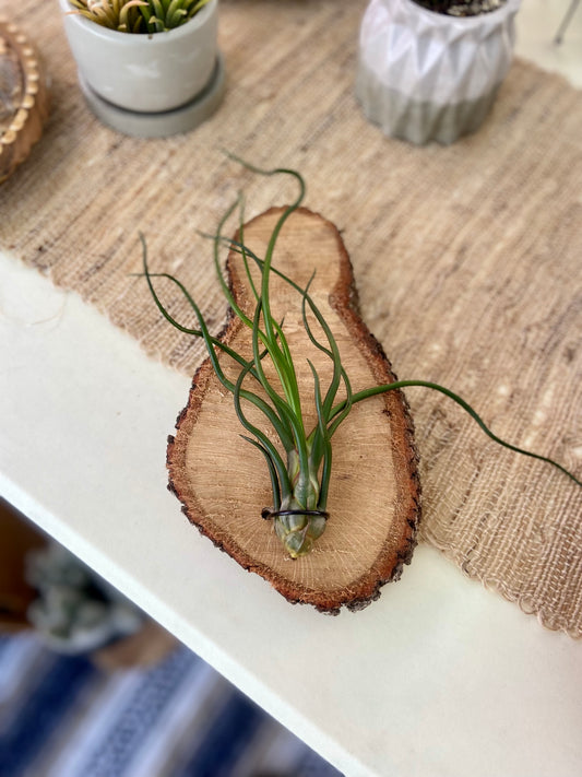 Wooden Slab Air Plant Holder